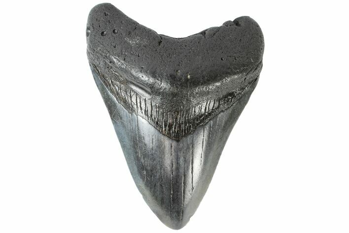 Fossil Megalodon Tooth - South Carolina #164982